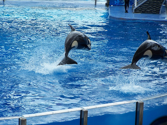 sea world