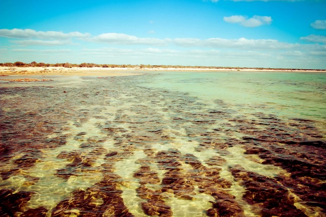 Shark Bay