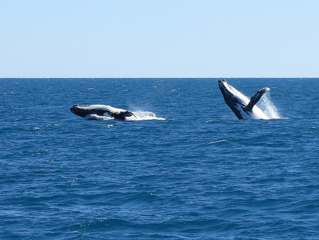 Whale watching in hervey bay