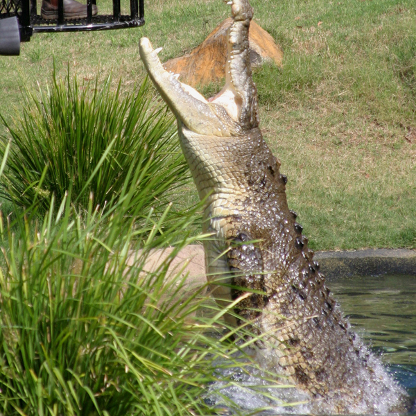 Salt water croc