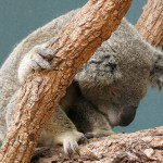 Attractions in Sydney for Kids