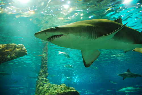 Barcelona Aquarium