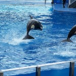 sea world